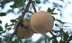 Wood apple