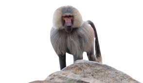 Baboon