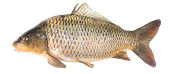 Carp