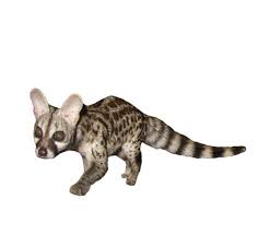 Civet-cat