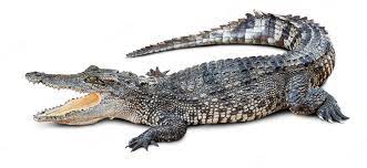 Crocodile