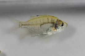 Glassfish