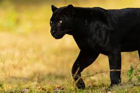 Panther