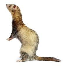 Polecat