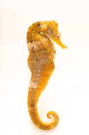 Seahorse