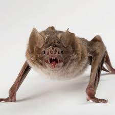 Bat