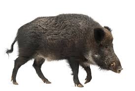 Boar