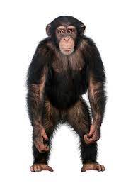 Chimpanzee