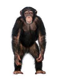 Chimpanzee