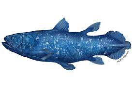 Coelacanth