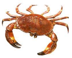 Crab