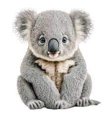 Koala